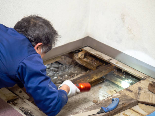 Best Mold Removal Company Near Me  in Thunder Mountain, NM