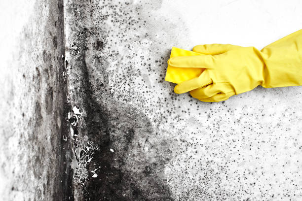 Best Residential Mold Removal  in Thunder Mountain, NM
