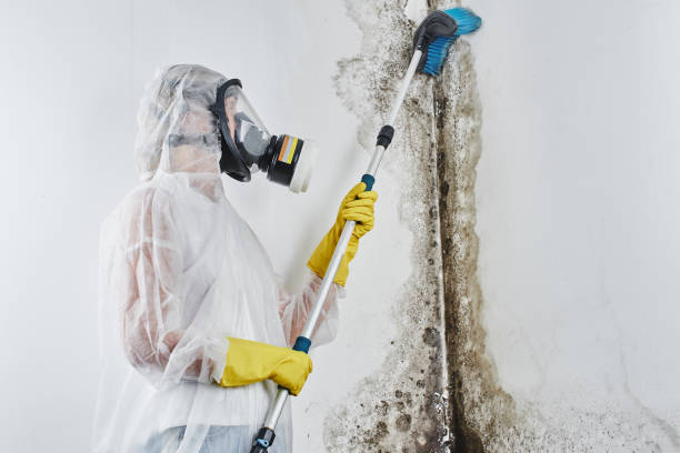 Best Mold Damage Repair  in Thunder Mountain, NM