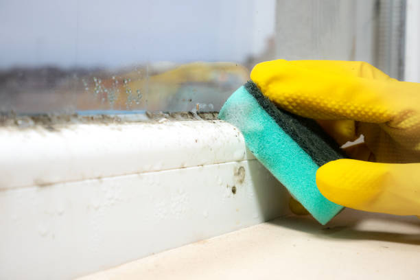 Best Toxic Mold Removal  in Thunder Mountain, NM