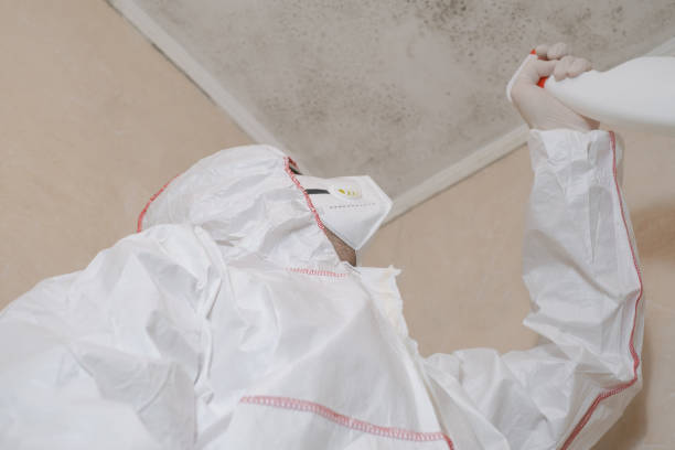 Best Same-Day Mold Removal  in Thunder Mountain, NM