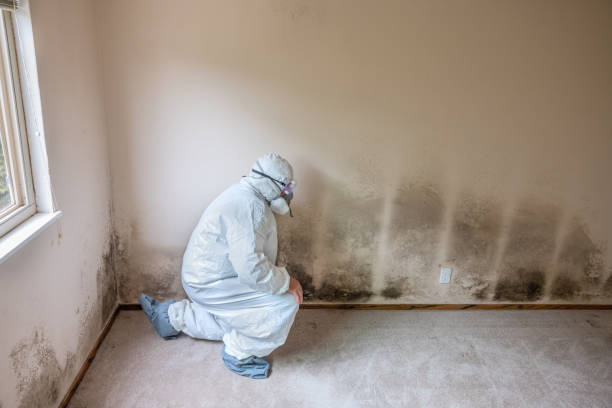 Certified Mold Removal in Thunder Mountain, NM