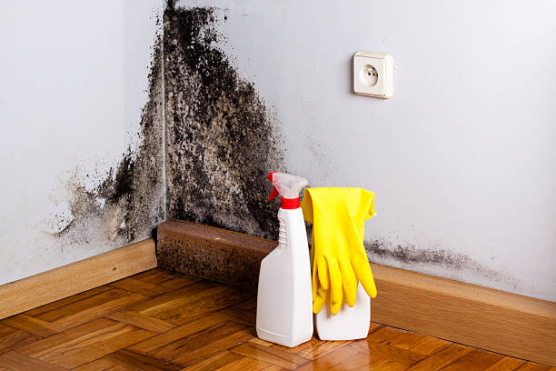 Best Home Mold Removal  in Thunder Mountain, NM