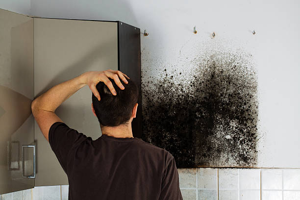 Best Toxic Mold Removal  in Thunder Mountain, NM